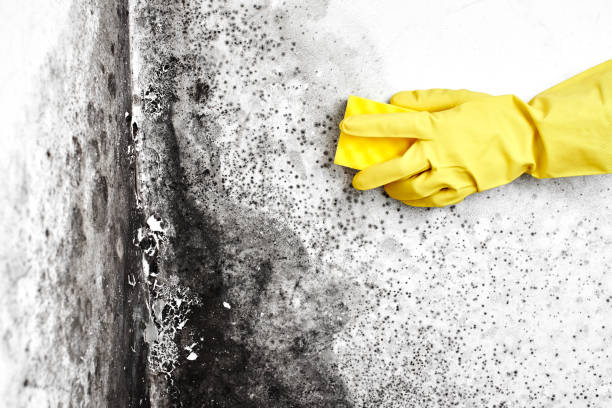 Best Mold Damage Restoration  in Flowery Branch, GA